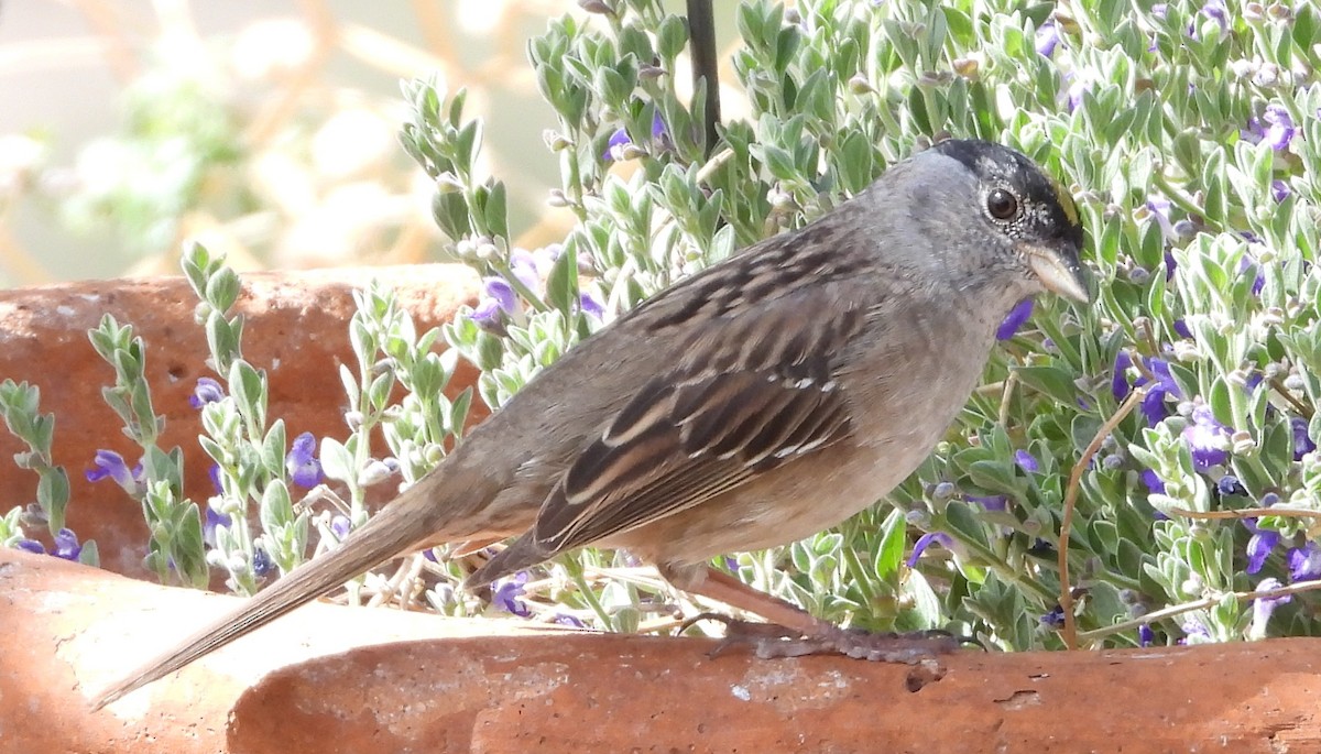 Golden-crowned Sparrow - ML655663531