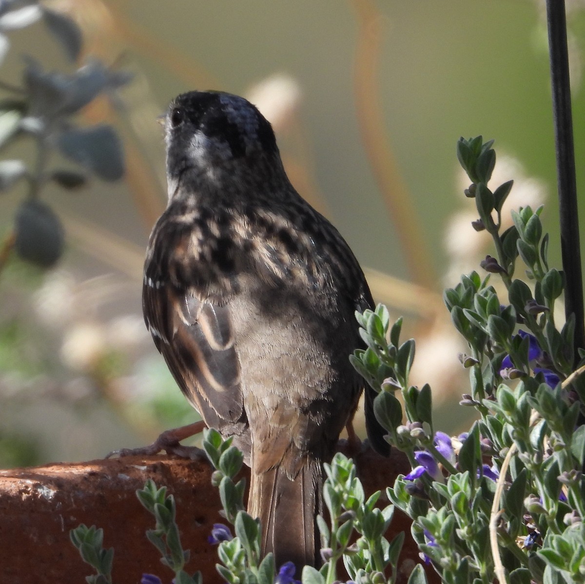 Golden-crowned Sparrow - ML655663532