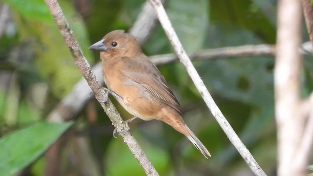 Cone-billed Tanager - ML655663582