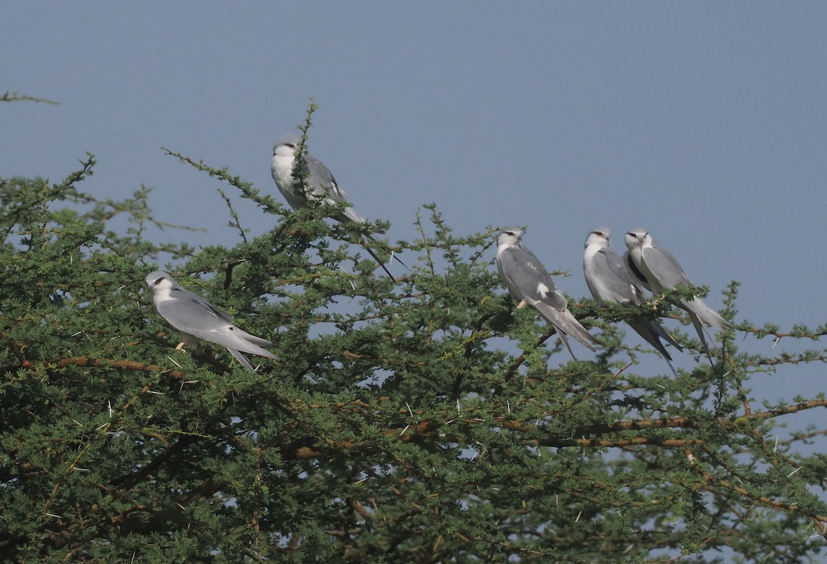 Scissor-tailed Kite - ML655664274