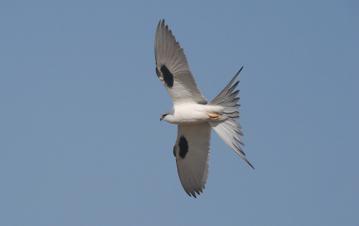 Scissor-tailed Kite - ML655664281