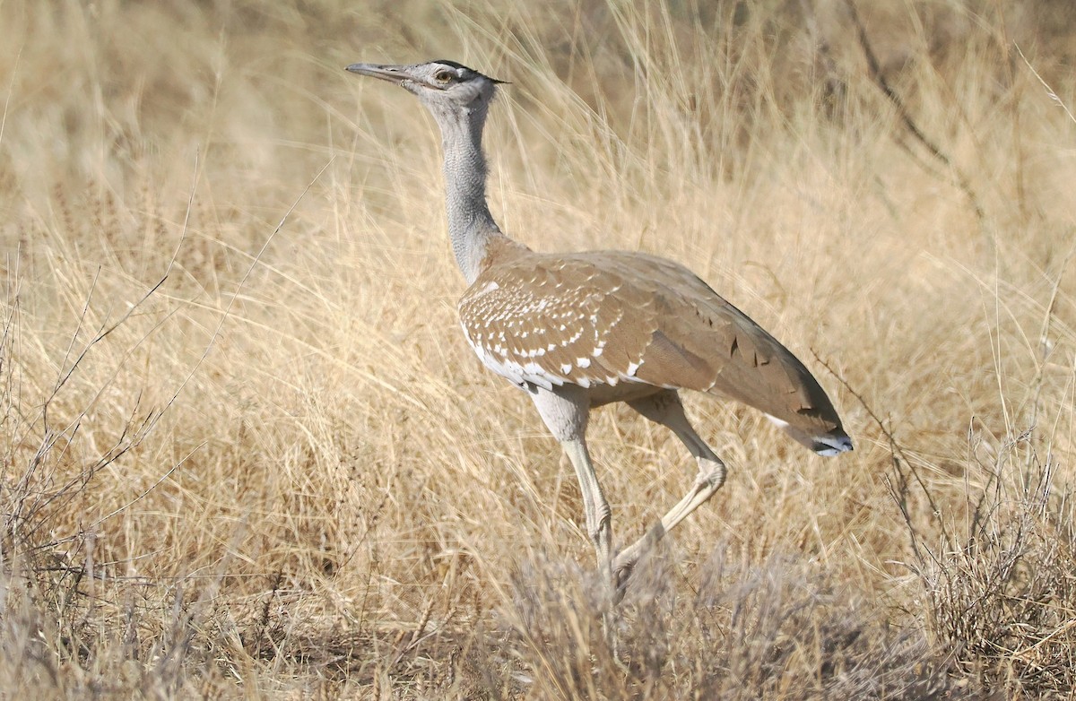 Arabian Bustard - ML655664301