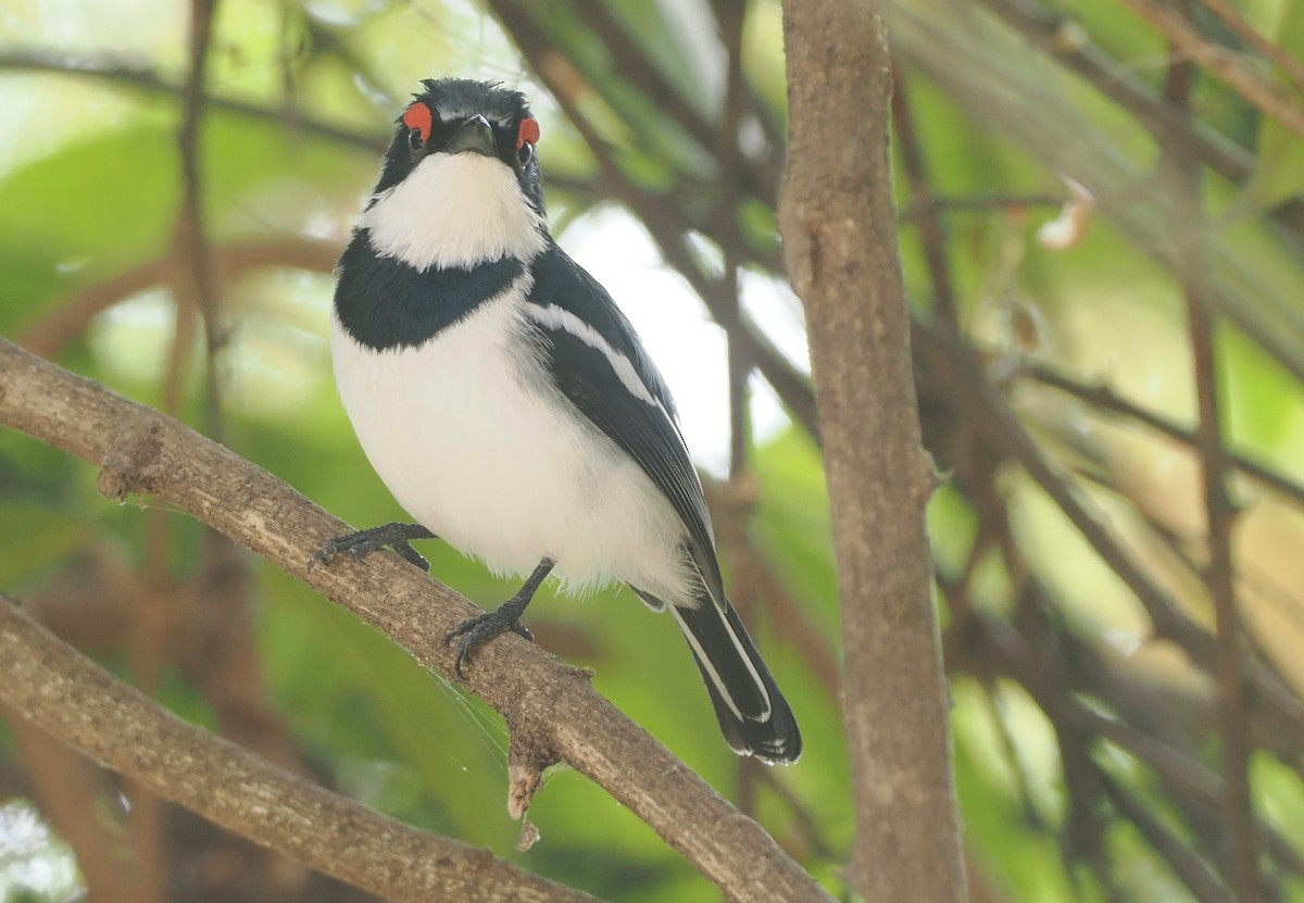 Brown-throated Wattle-eye - ML655667426