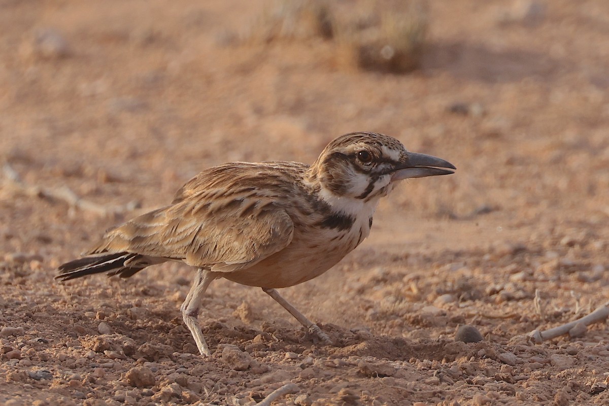 Short-tailed Lark - ML655668092