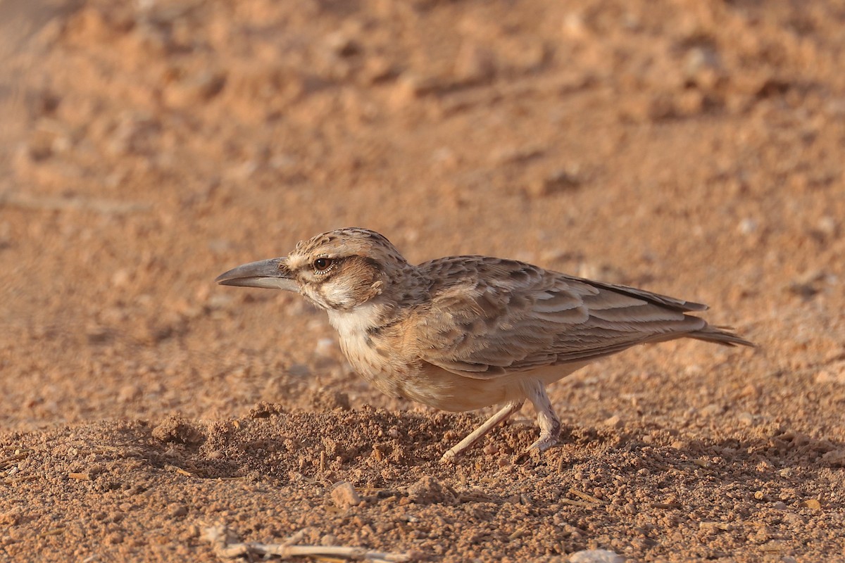 Short-tailed Lark - ML655668093