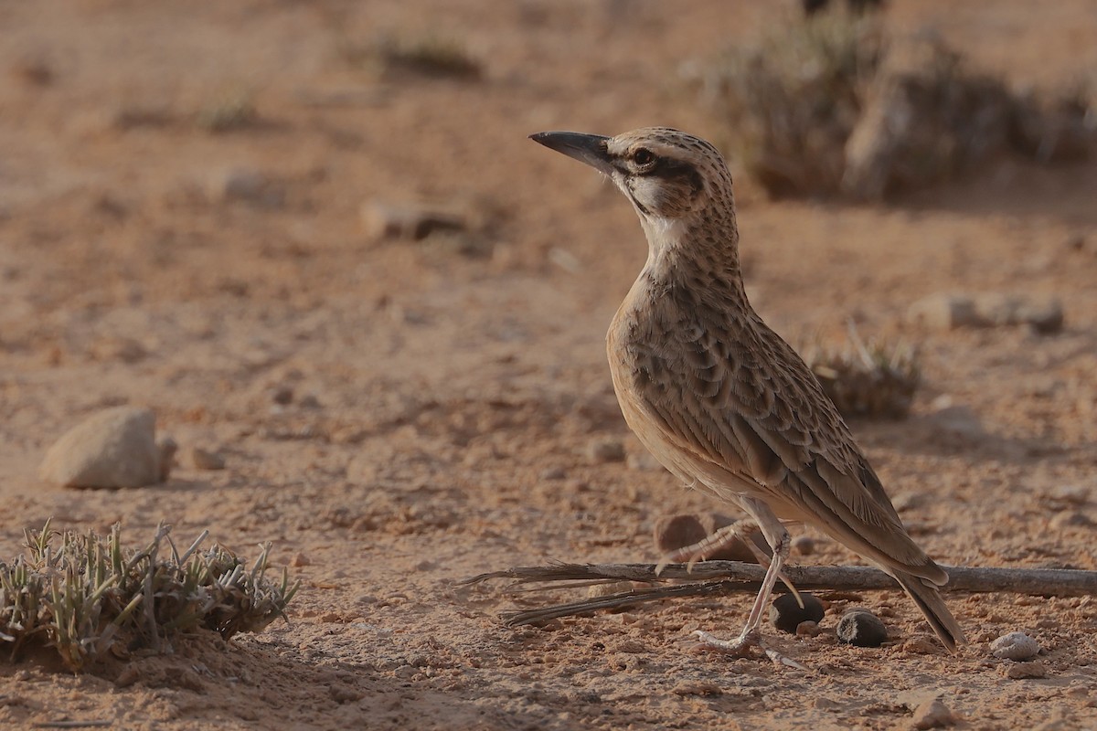 Short-tailed Lark - ML655668094