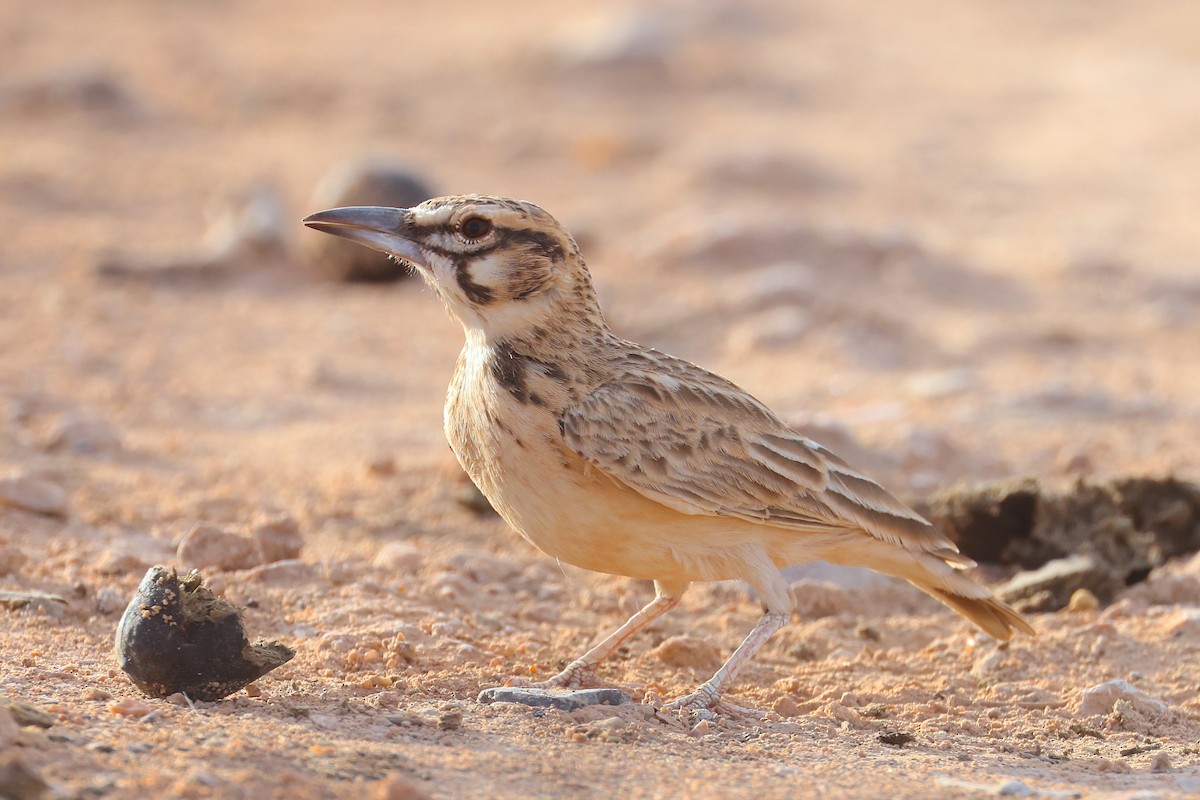 Short-tailed Lark - ML655668095