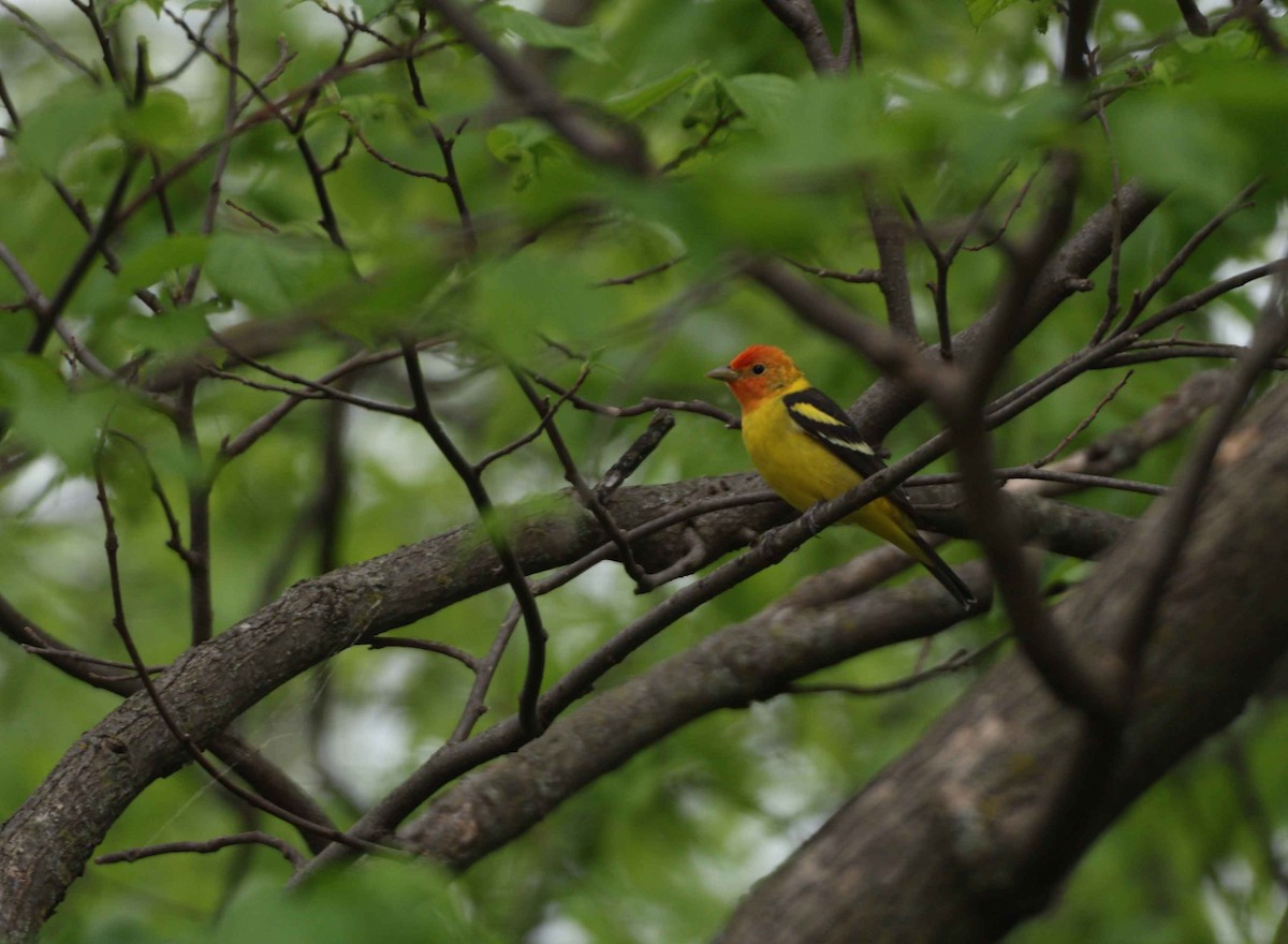 eBird Checklist - 23 Apr 2026 - 15622 Overbrook Lane, Overland Park ...