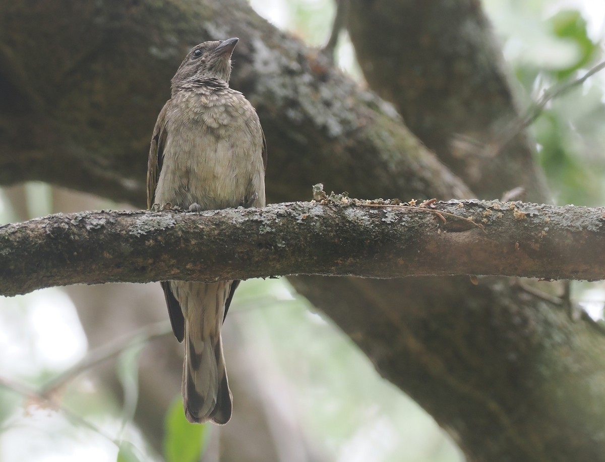 Scaly-throated Honeyguide - ML655668247