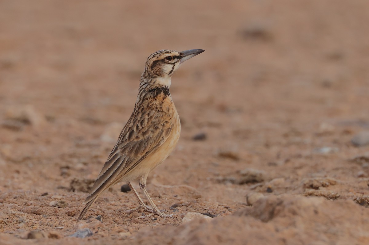 Short-tailed Lark - ML655669070