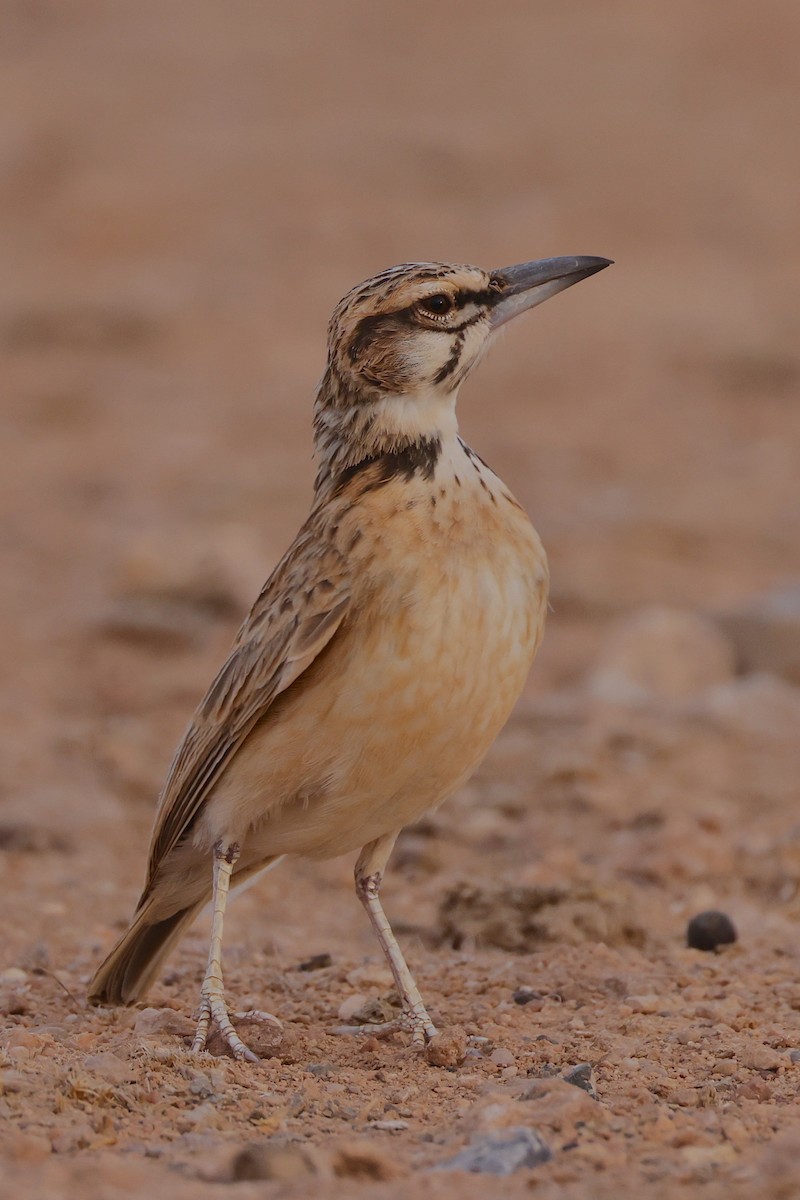 Short-tailed Lark - ML655669071