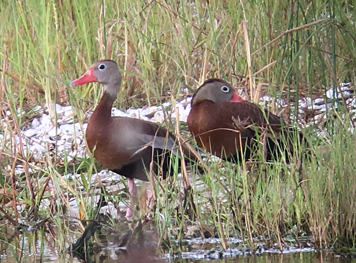Black-bellied Whistling-Duck - ML65566951