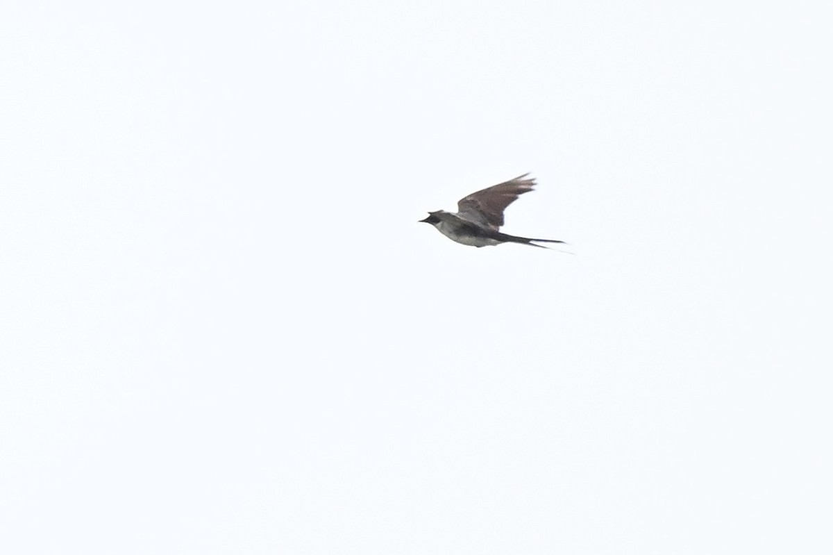 Fork-tailed Flycatcher - ML655671698