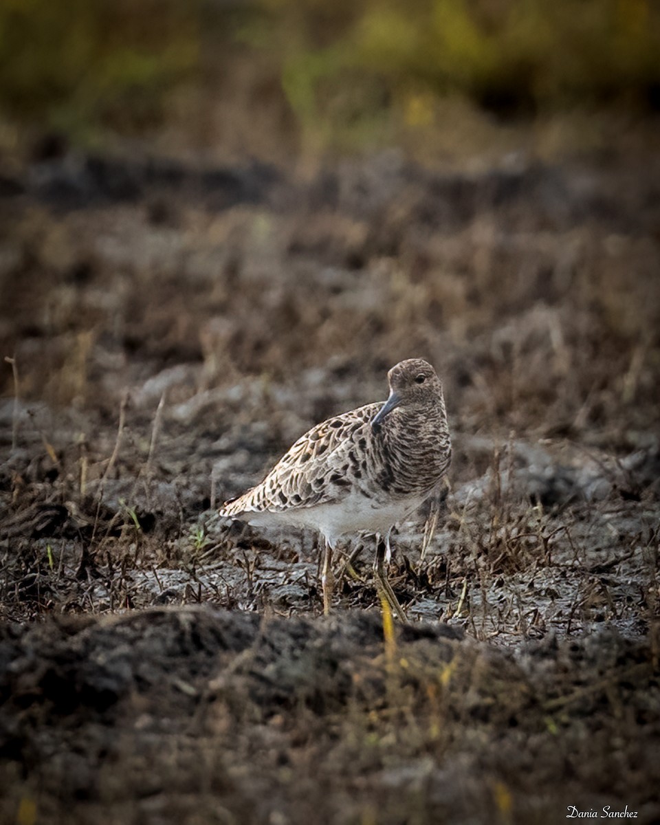 Ruff - ML655671745