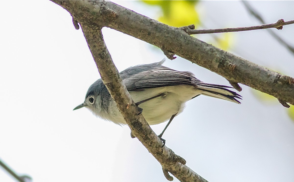 Blue-gray Gnatcatcher - Nick Pulcinella