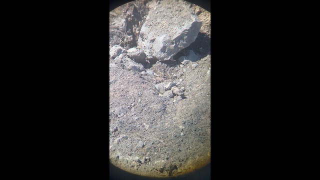 Hegatxabal adarduna - ML655674142