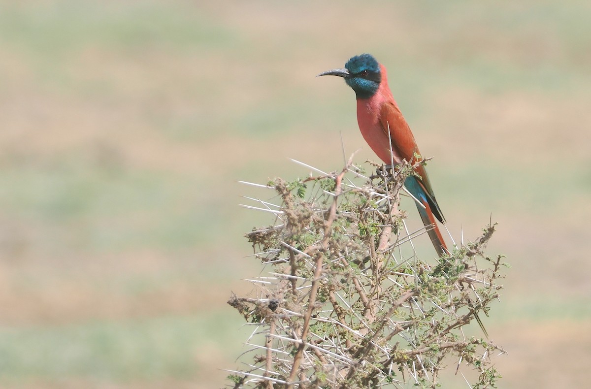Northern Carmine Bee-eater - ML655674759