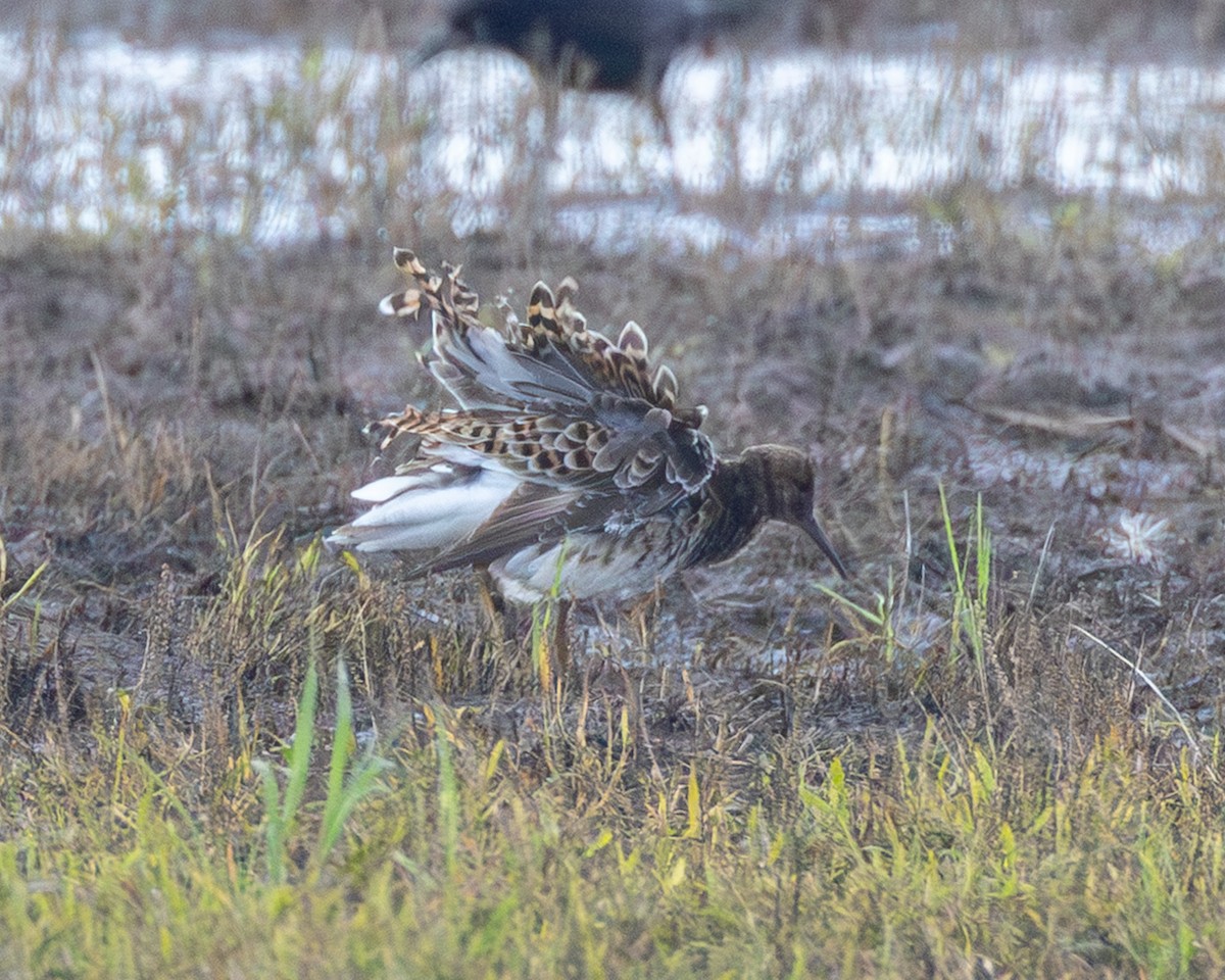 Ruff - ML655675055