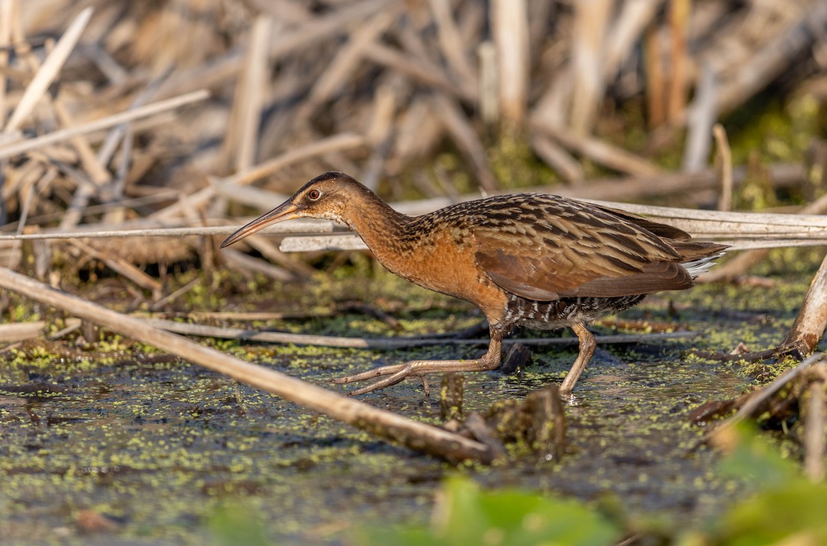 King Rail - ML655675536