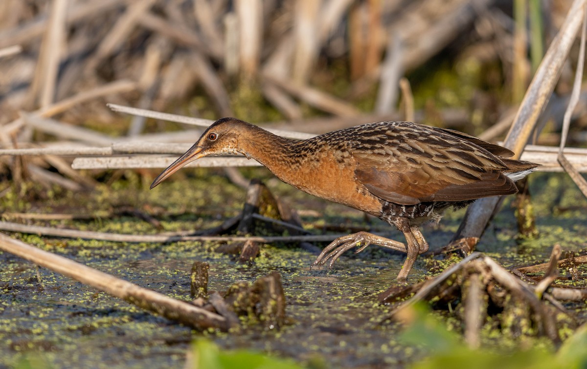 King Rail - ML655675537