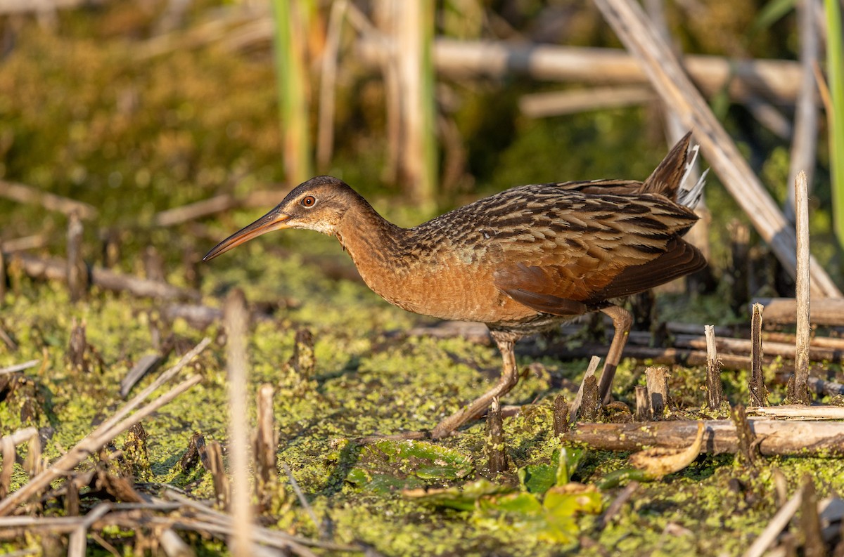 King Rail - ML655675538