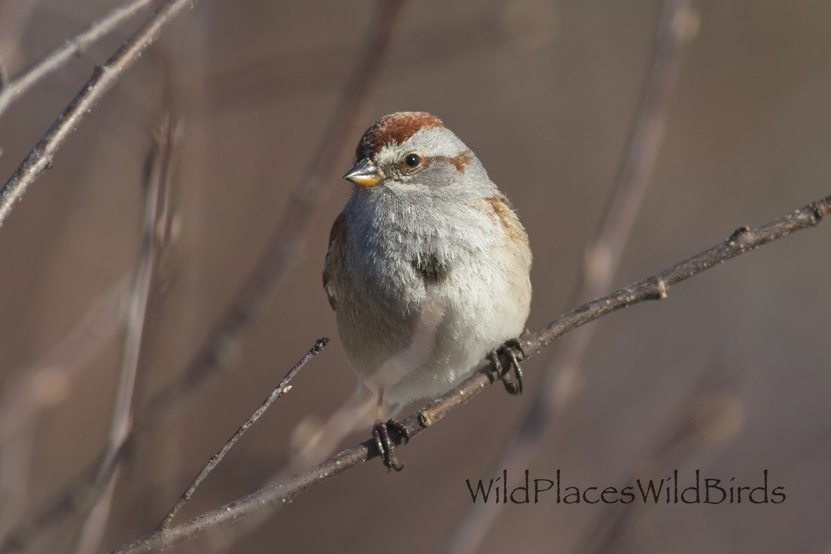 American Tree Sparrow - ML655675741