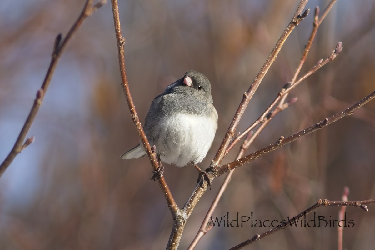 Dark-eyed Junco - ML655675750