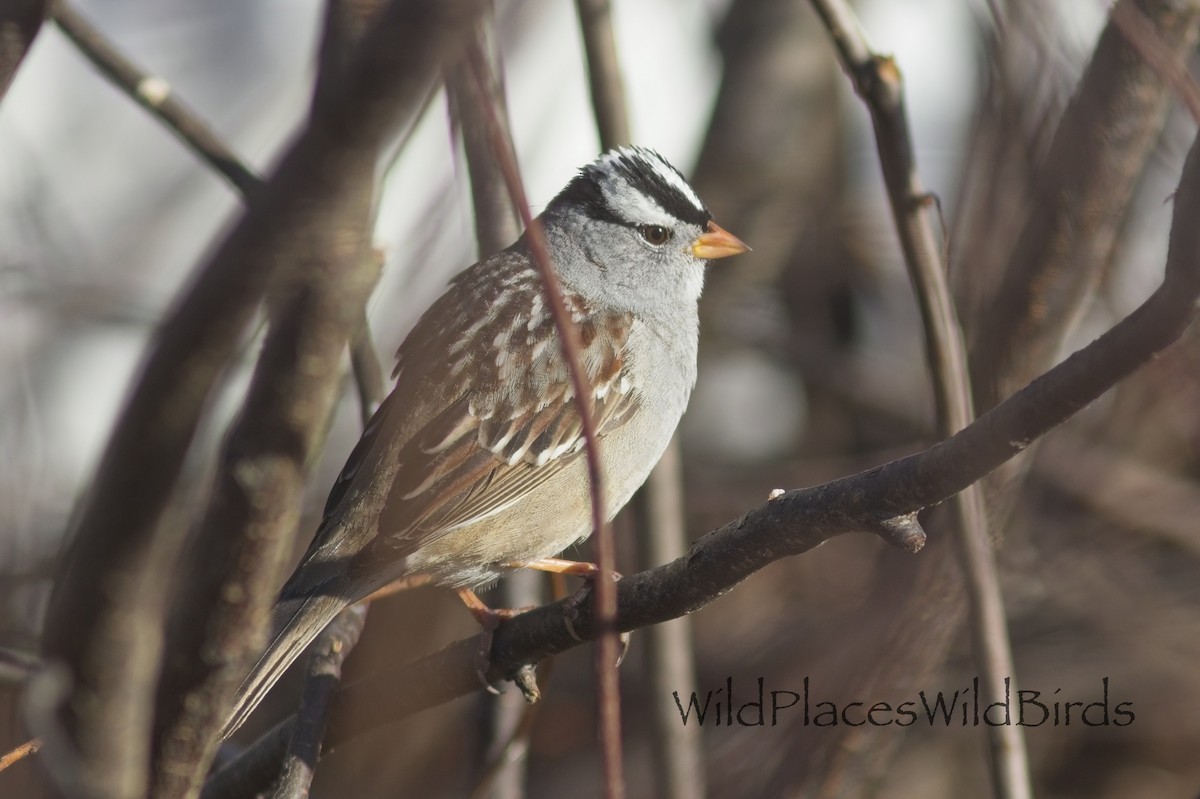 White-crowned Sparrow - ML655675766