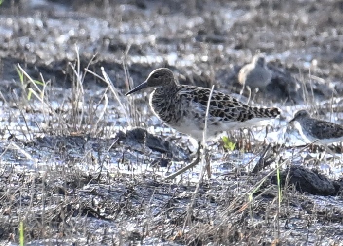 Ruff - ML655677436