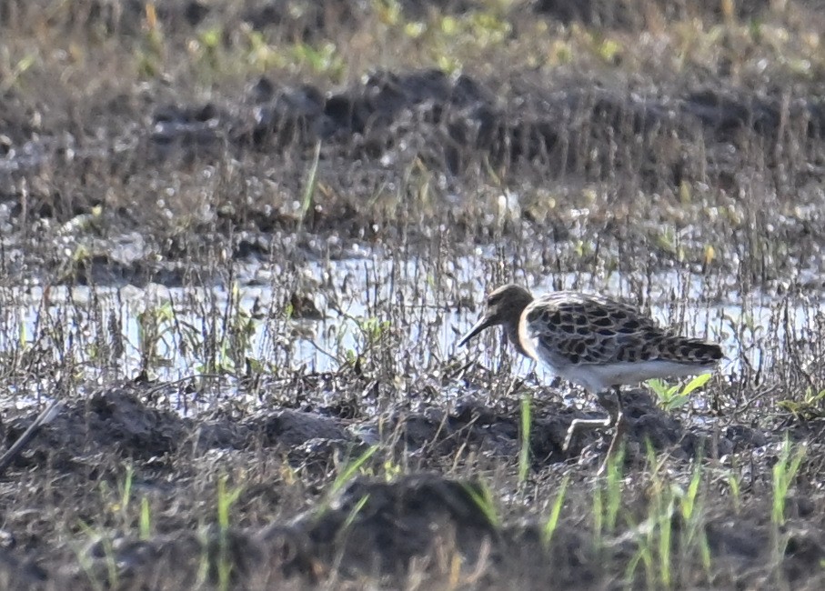 Ruff - ML655677677