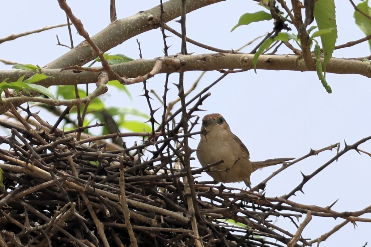 Rufous-fronted Thornbird - ML655678700