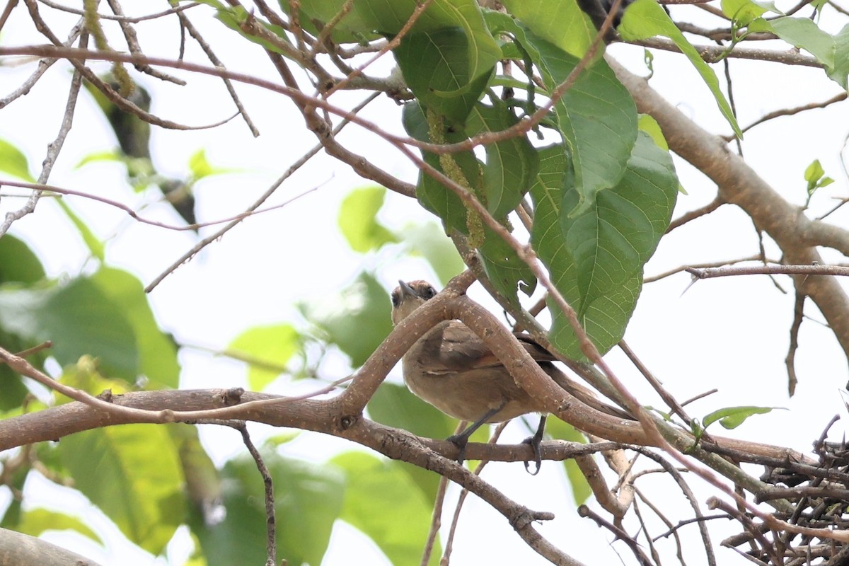 Rufous-fronted Thornbird - ML655678701