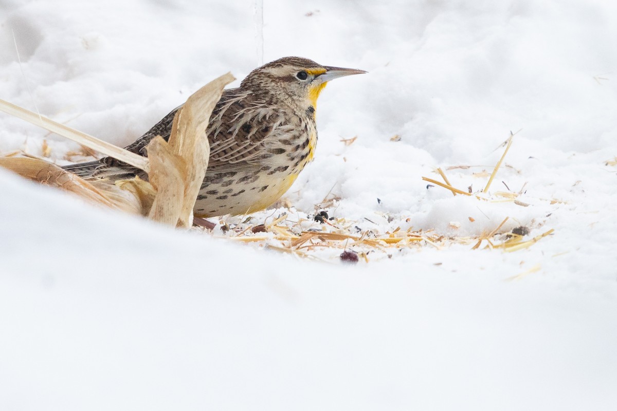 Western Meadowlark - ML655682098