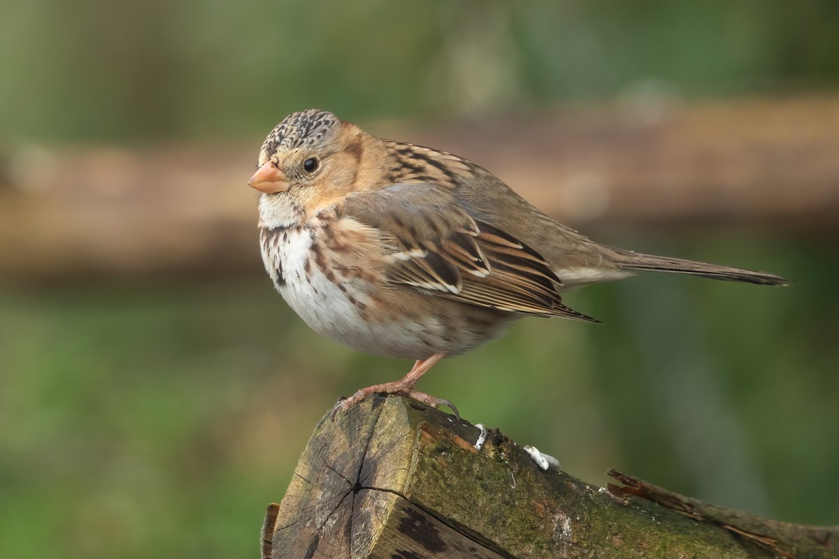Harris's Sparrow - ML655682174