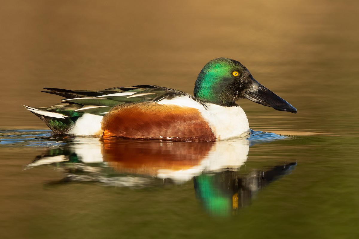Northern Shoveler - ML655682369