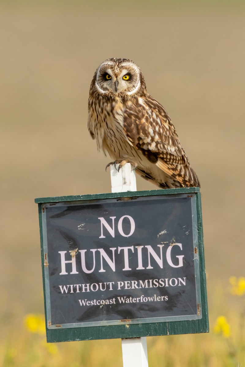 Short-eared Owl - ML655684805