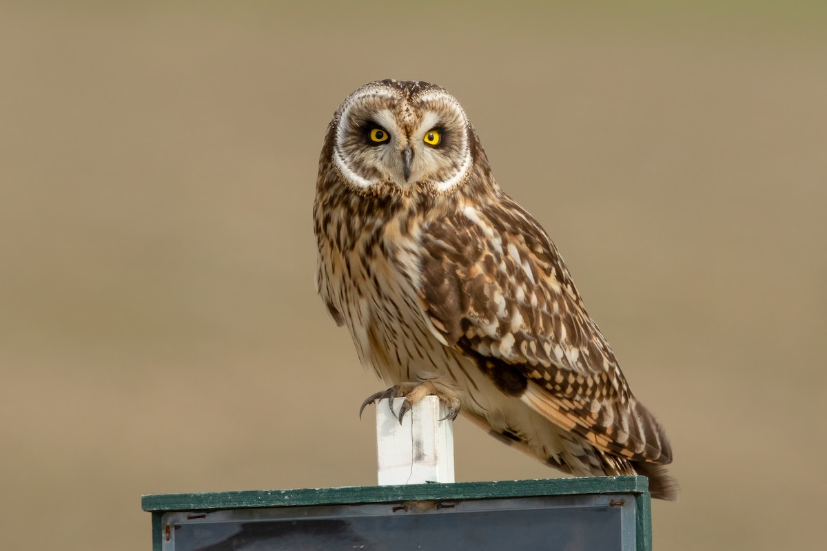 Short-eared Owl - ML655684806