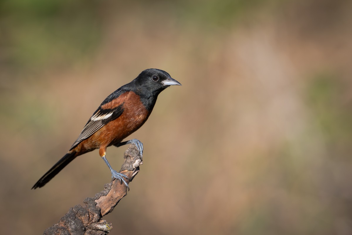 Orchard Oriole - ML655685724