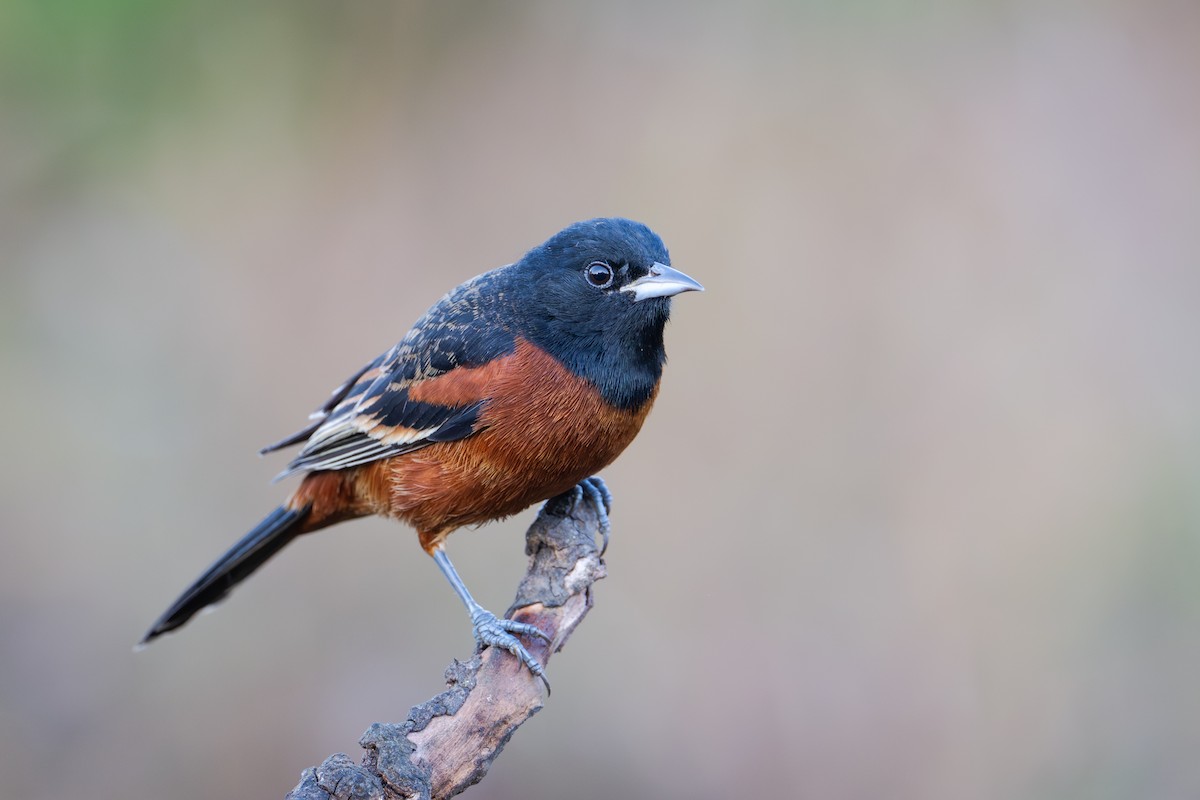 Orchard Oriole - ML655685727