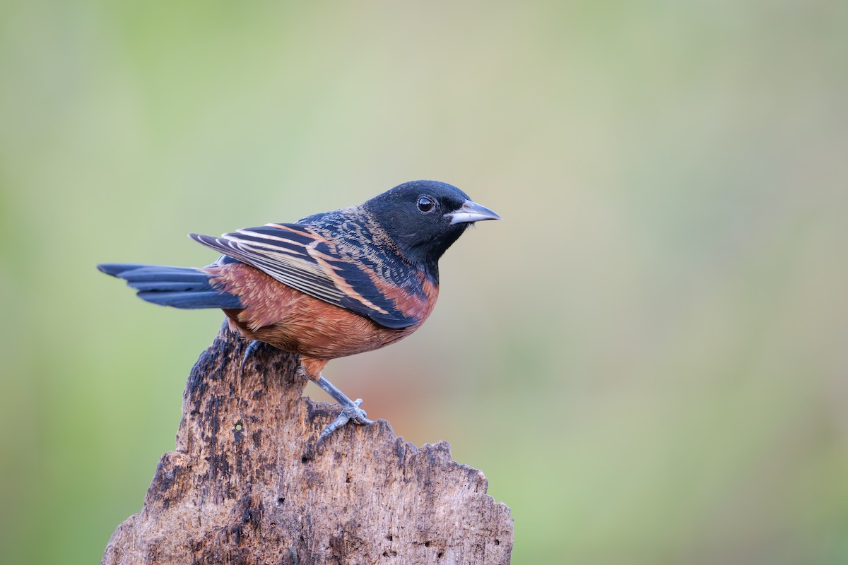 Orchard Oriole - ML655685728