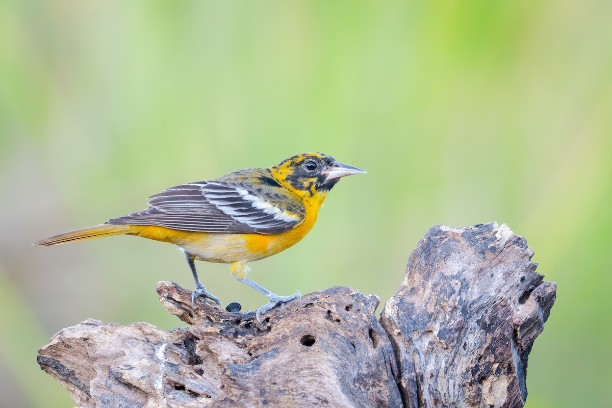 Baltimore Oriole - ML655685736