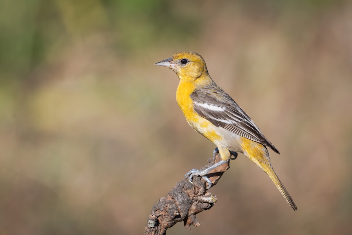 Baltimore Oriole - ML655685738
