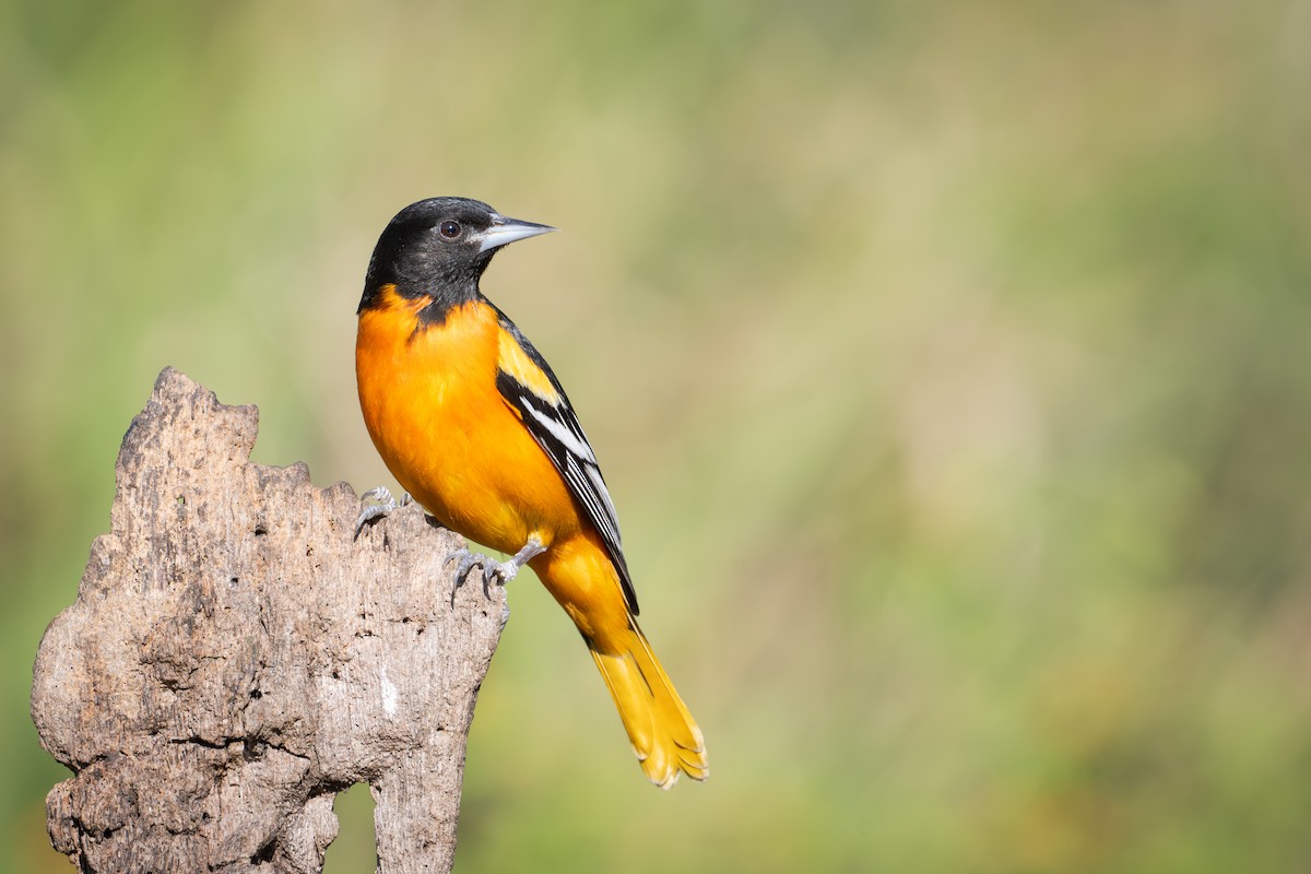 Baltimore Oriole - ML655685740