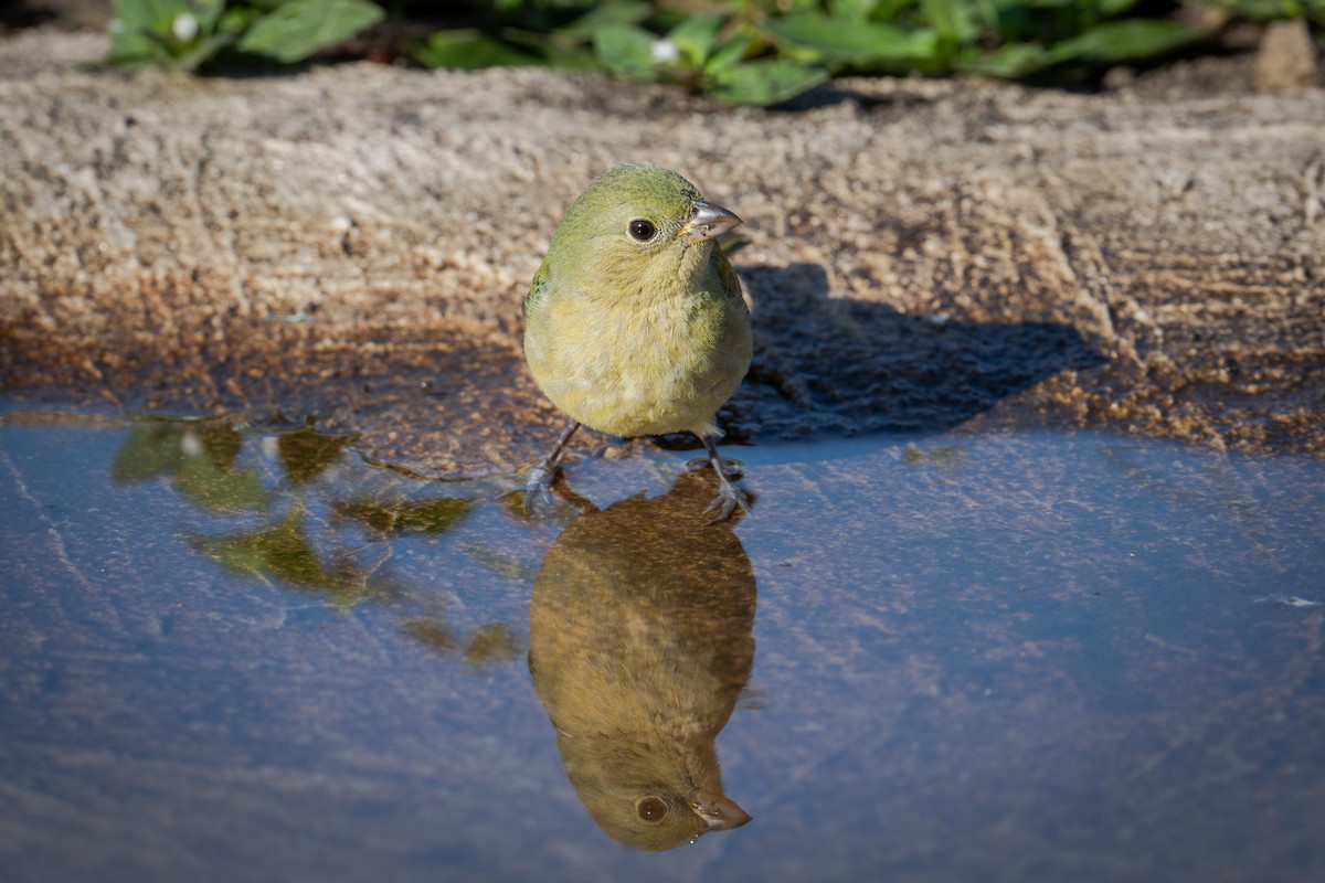 Painted Bunting - ML655685758