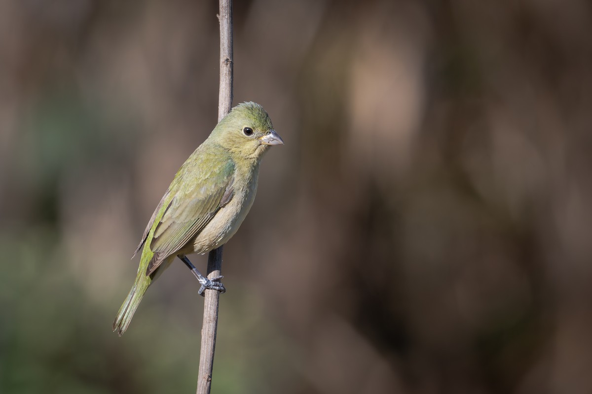 Painted Bunting - ML655685759