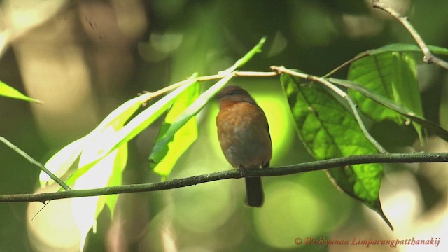 Sunda Blue Flycatcher - ML655685762