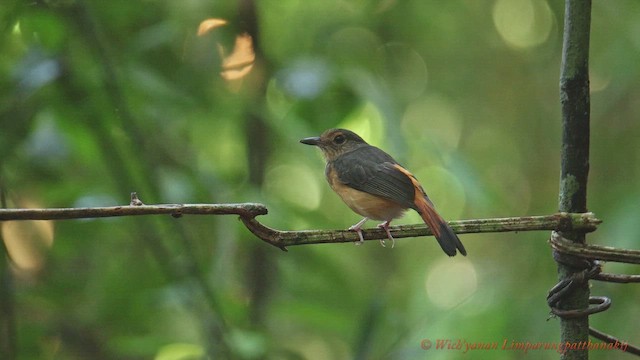 Rufous-tailed Shama - ML655685764