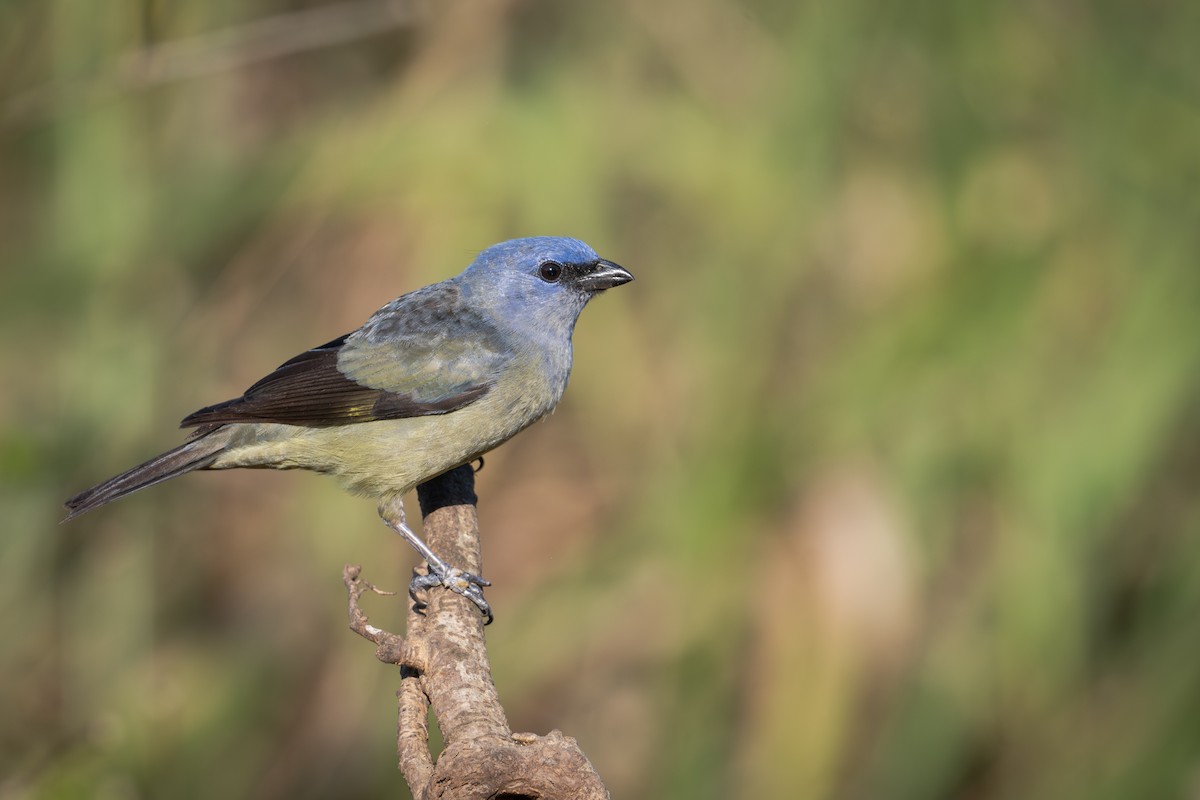 Yellow-winged Tanager - ML655685769