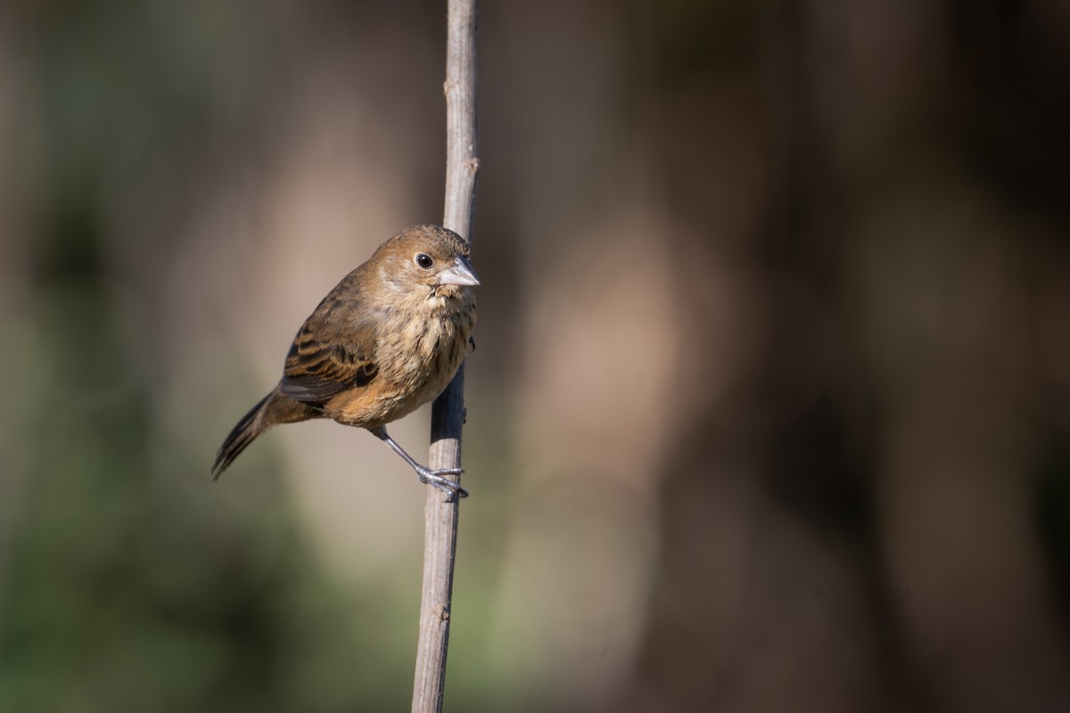 Blue-black Grassquit - ML655685771