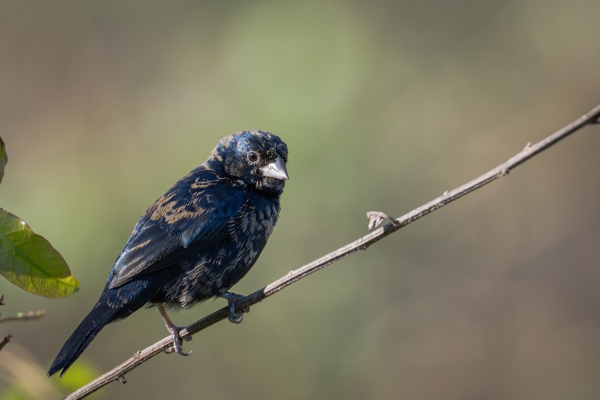 Blue-black Grassquit - ML655685791